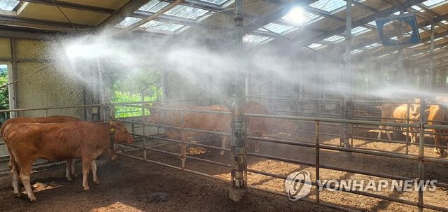 폭염, 축사에 물 뿌리기