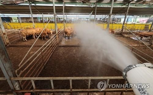 폭염에 가축도 헉헉