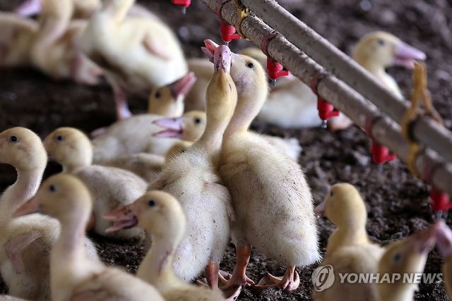 물로 더위 달래는 오리