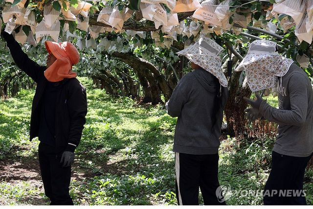 폭염에도 일하는 계절근로자
