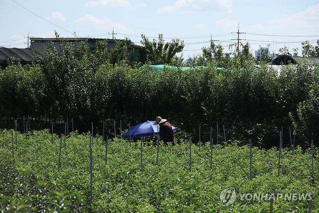 폭염중대경보 속 밭일…괜찮을까