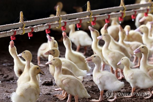 급수기에 몰린 오리