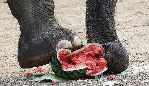 폭염 속 수박 먹는 코끼리