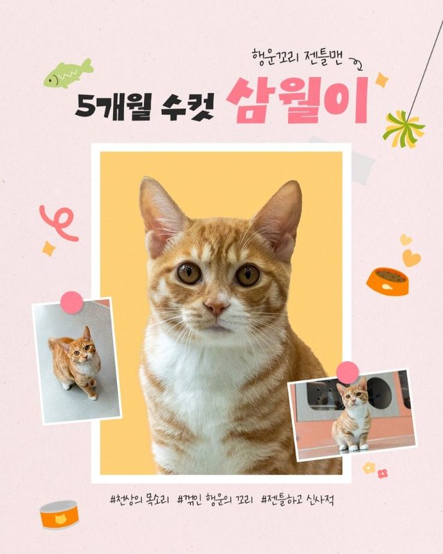 열두달 고양이 중 '삼월이'