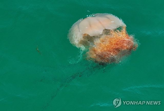 제주 해파리 주의보