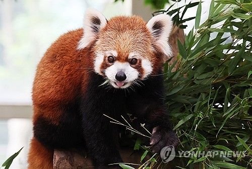 레서판다