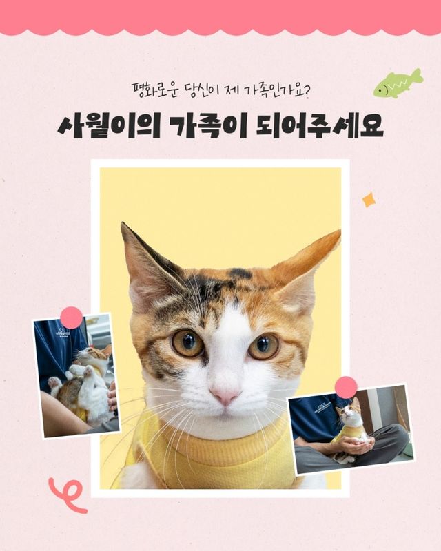 열두달 고양이 중 '사월이'