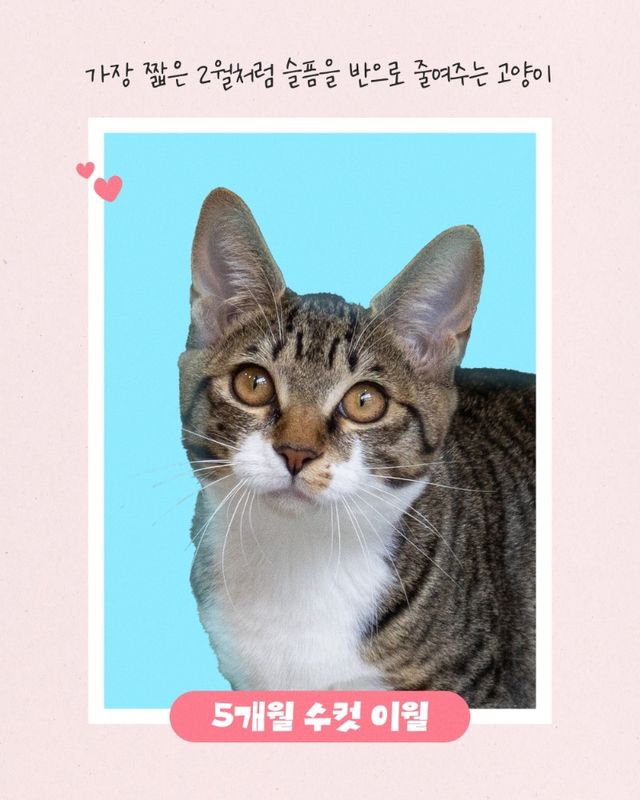 열두달 고양이 중 '이월이'