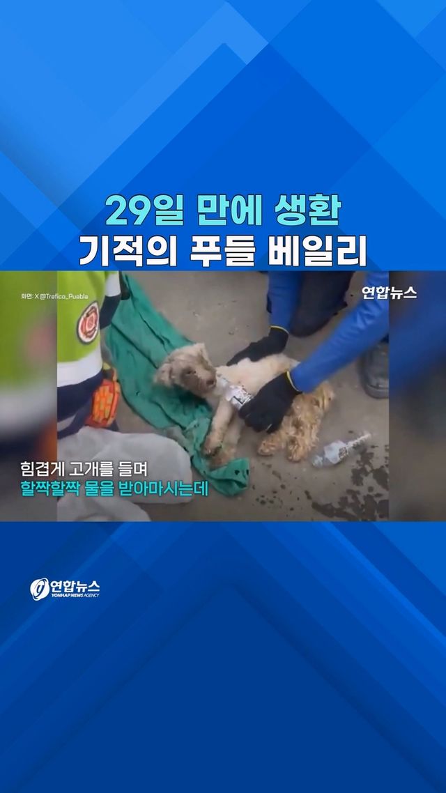 [쇼츠] "정말 기적"…지진 잔해서 29일 만에 구조된 푸들 - 2