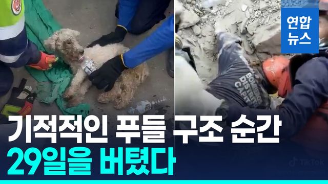 [영상] 베네수엘라 울린 '29일 기적'…잔해 속 구조된 푸들 '베일리' - 2