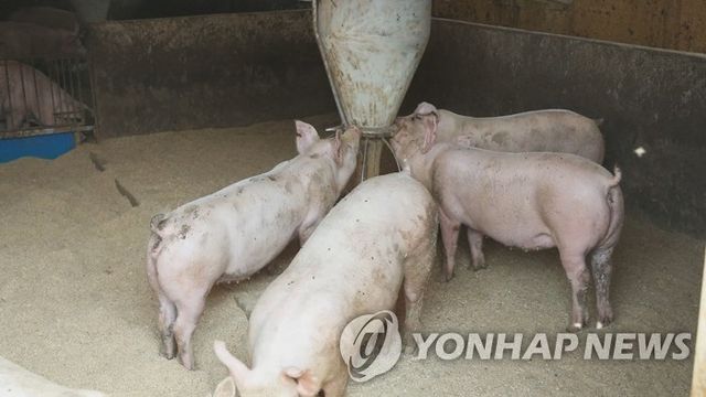 돼지 농장