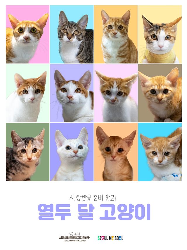 열두달 고양이