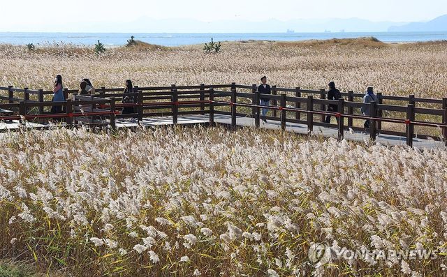 '고우니 생태길'에 펼쳐진 갈대밭