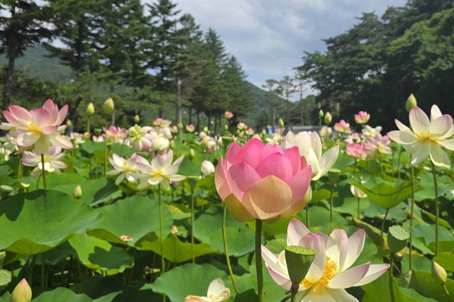 속리산에 만개한 연꽃