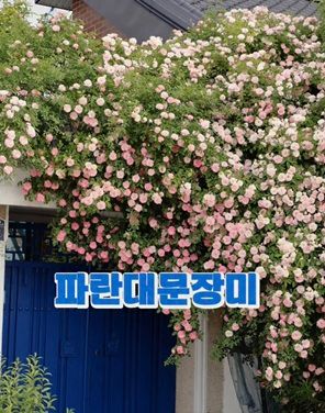 파란 대문 장미