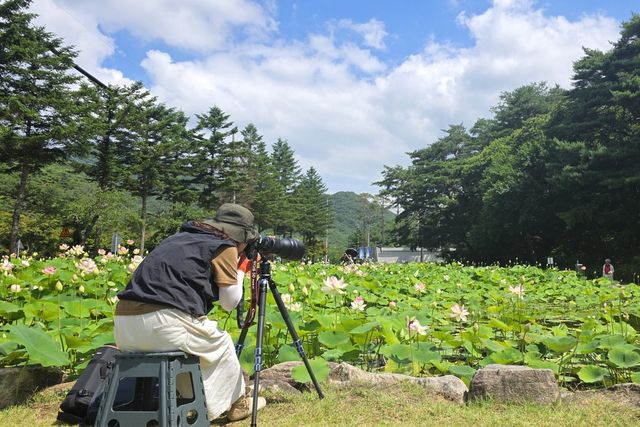 속리산 연꽃단지