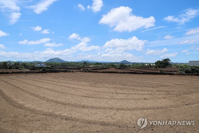 파종기에 메마른 당근밭
