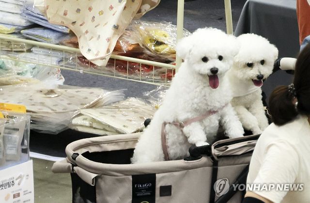 (고양=연합뉴스) 김병만 기자 = 24일 경기도 고양 킨텍스에서 열린 대한민국 반려동물 산업 전문 전시회 '2026 펫쇼 코리아(하)'에서 가족과 나들이 온 강아지들이 신나 있다. 2026.7.24 kimb01@yna.co.kr