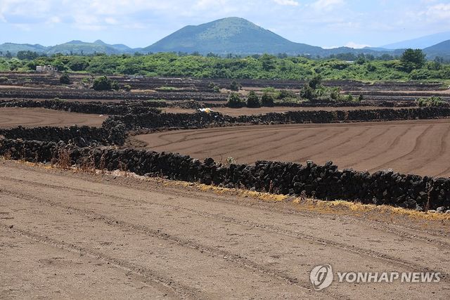 파종기에 메마른 당근밭