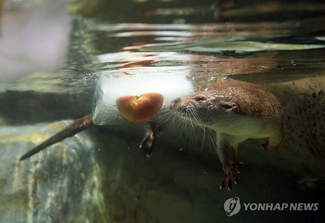 '물 안에 있어도 덥다'