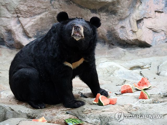 '이거 지리산 수박인가요?'
