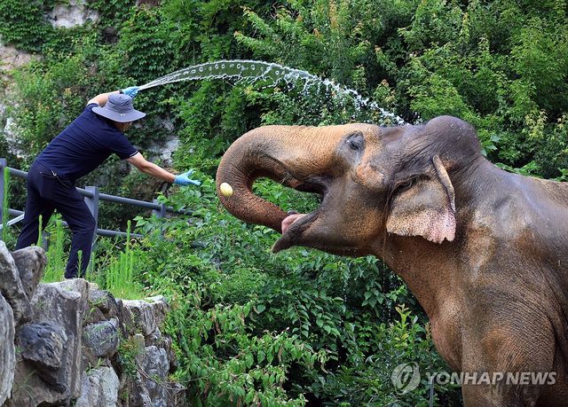 무더위 식히는 냉수 등목과 간식