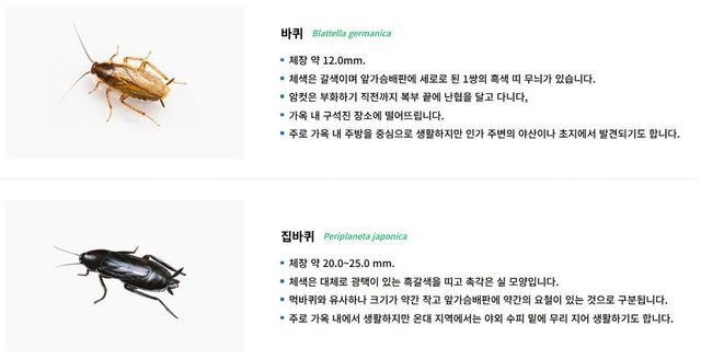 바퀴벌레 종류