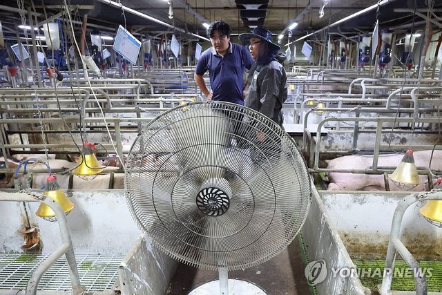 '에어컨에 선풍기까지' 폭염과 싸우는 축산 농가