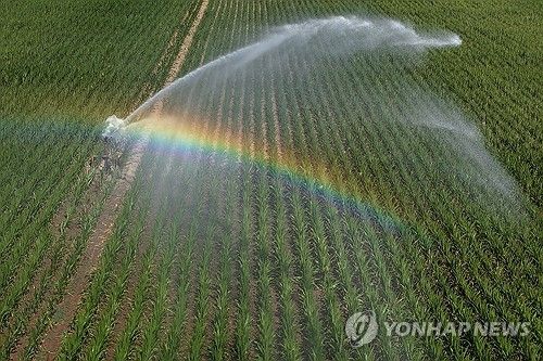 옥수수밭에 관개용 스프링클러가 물 뿌리는 모습