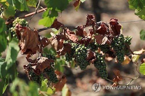 가뭄에 마른 포도나무