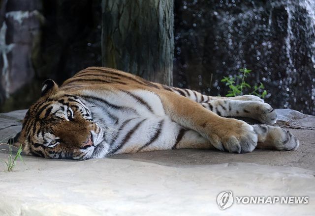 '날도 더운데 뭐더러 왔슈'