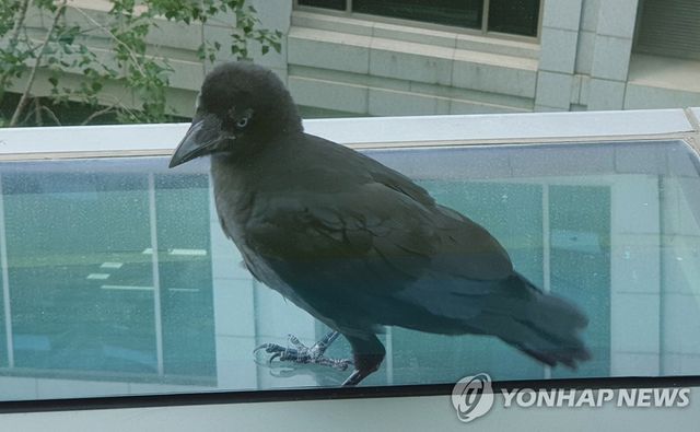 까마귀