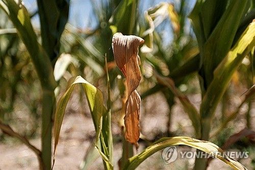 가뭄에 마른 옥수수 잎