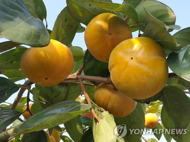 창원 단감