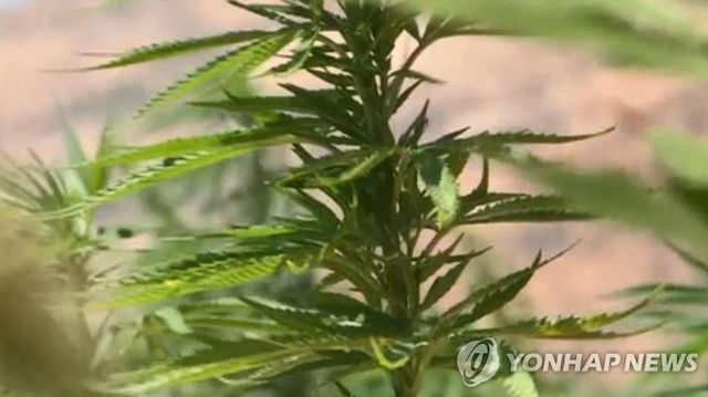 대마초 ※ 기사와 직접 관련 없는 자료사진입니다.