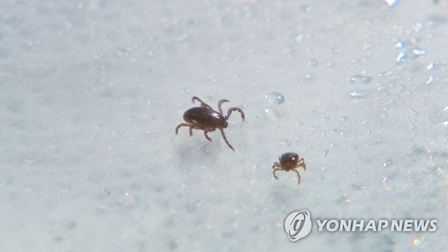야생 진드기