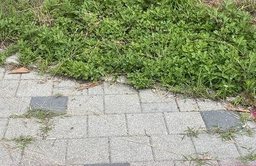 뚝섬한강공원 수영장 내 담배꽁초