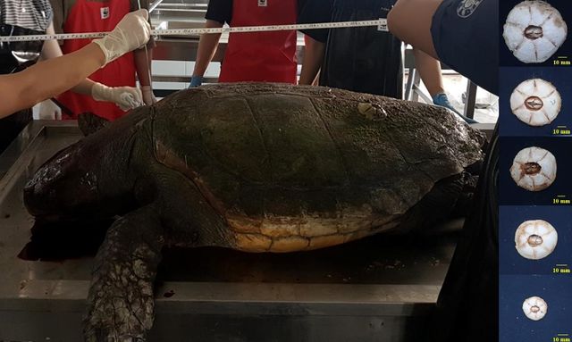 제주도에서 발견된 붉은바다거북과 채집한 거북따개비
