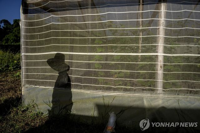 쿠바 아바나 동쪽 바쿠라나오의 한 토마토 농장