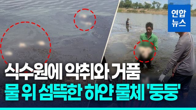 [영상] "물고기 먹이 되라고 버렸다"…태국 식수원에 돼지머리 200개 - 2