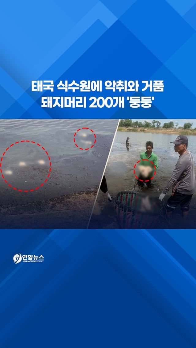 [쇼츠] 태국 식수원에 악취와 거품…돼지머리 200개 '둥둥' - 2