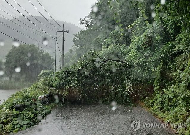 거센 비에 쓰러진 나무