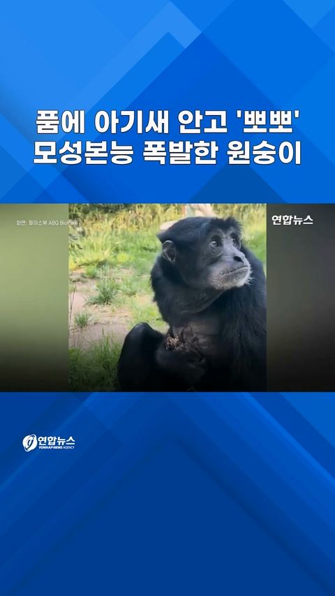 [쇼츠] 길 잃은 아기 새 품은 원숭이…"종을 초월한 모성애" - 2