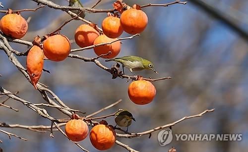[연합뉴스 자료사진]