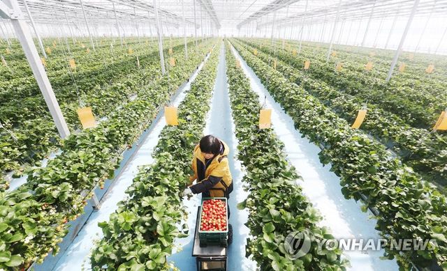스마트팜 기술 적용한 딸기농장