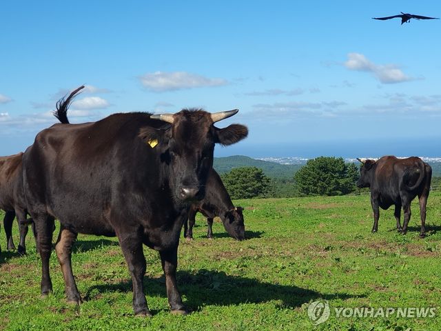 제주 흑우