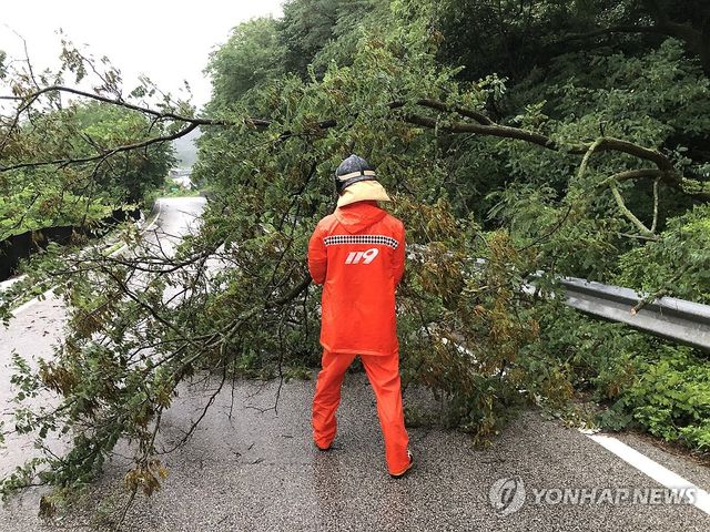 폭우로 쓰러진 나무 제거하는 소방대원