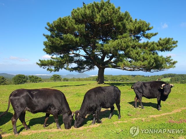 제주 흑우