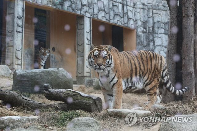 호붐·호순이 남매