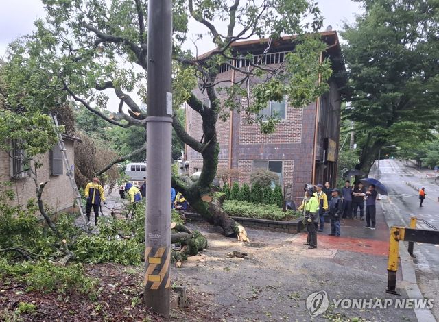 폭우에 뿌리째 뽑힌 570년 보호수
